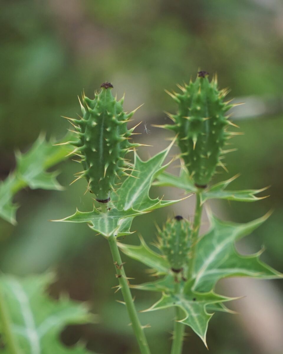 Spikey green seed capsules of Mexican pricklypoppy.