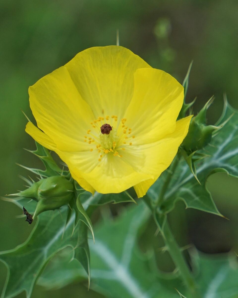 Yellow Mexican pricklypoppy flower with spiky green leaves and stem. 