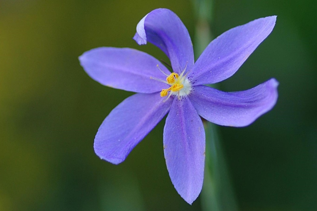 Fall flowering ixia, Nemastylis floridana