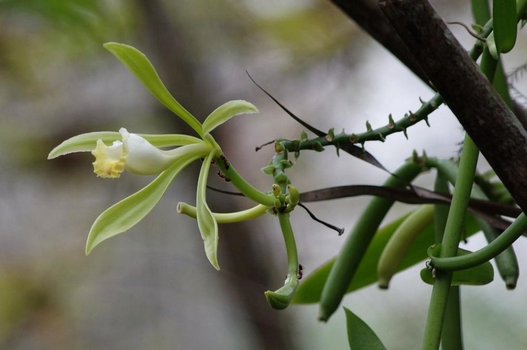 Leafy vanilla, Vanilla phaeantha