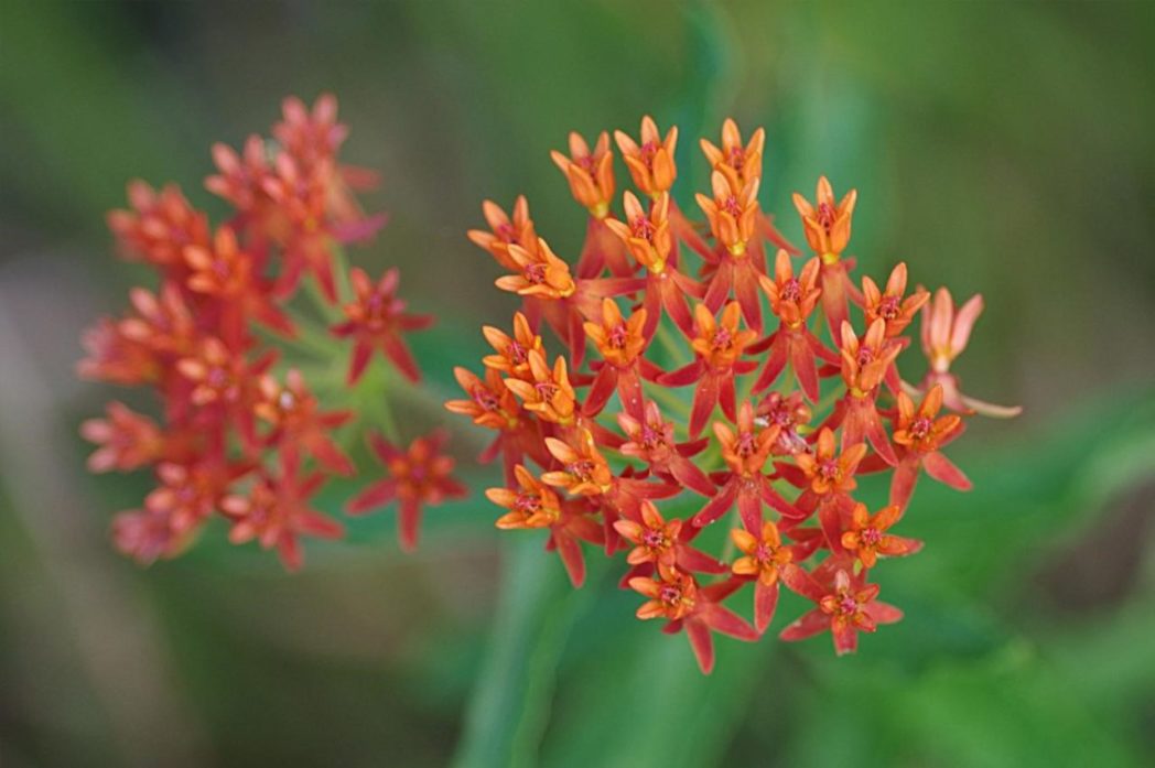 Butterfly milkweed, Asclepias tuberosa