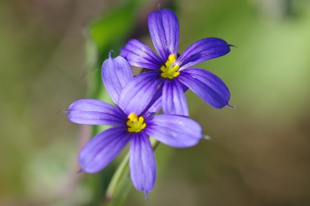 Narrowleaf blue-eyed grass, Sisyrinchium angustifolium