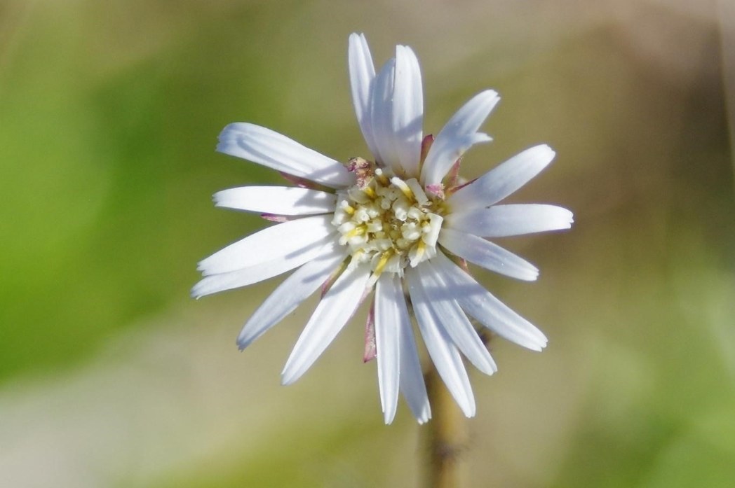 Pineland daisy, Chaptalia tomentosa