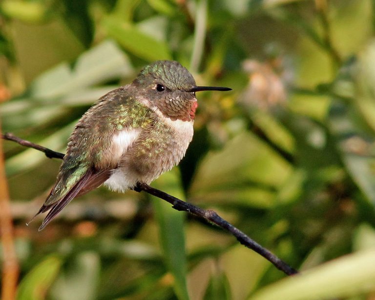 Ruby-throated hummingbird