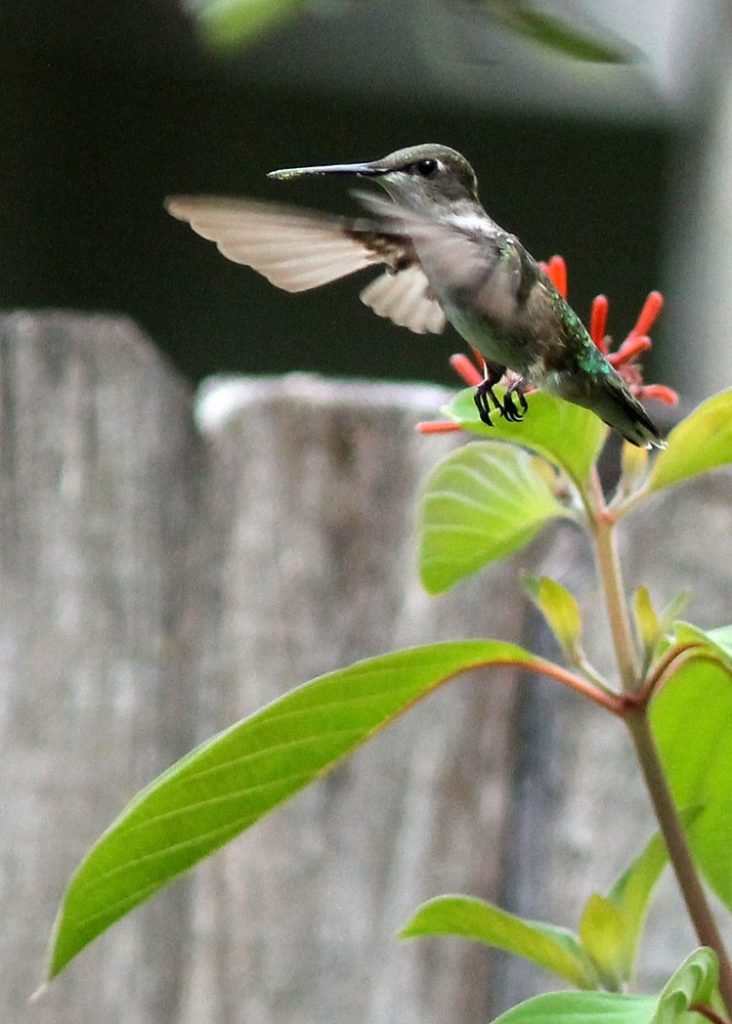 Ruby throated hummingbird in flight by Mary Keim