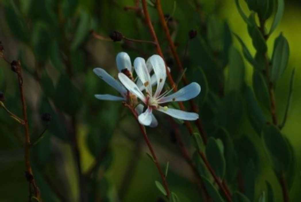 Tarflower, Bejaria racemosa