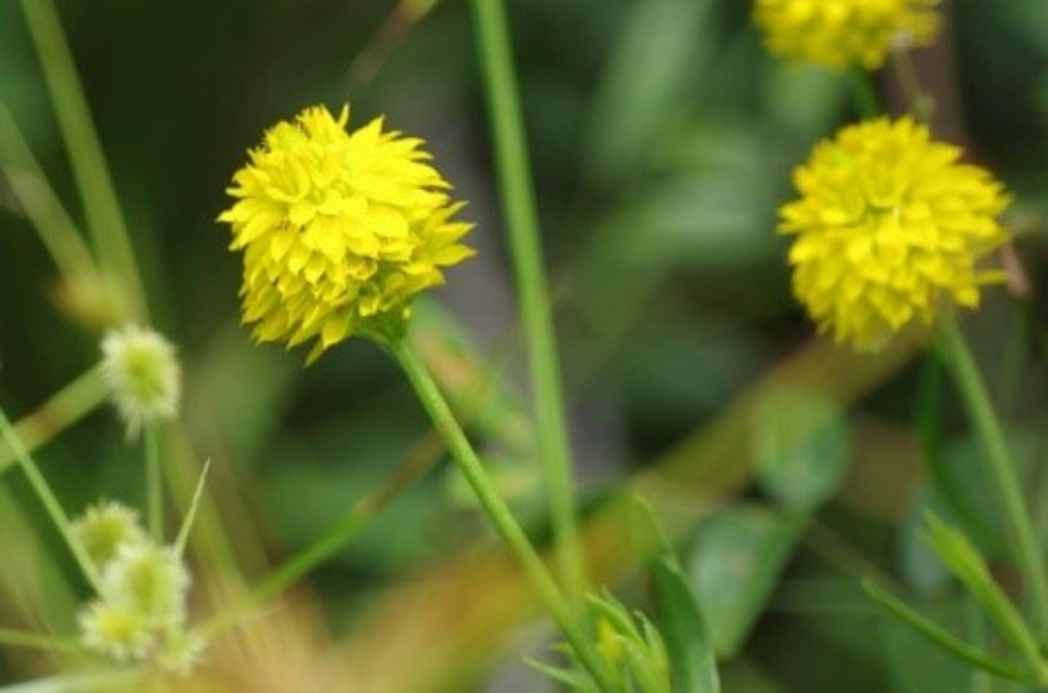 Yellow milkwort, Polygala rugelii