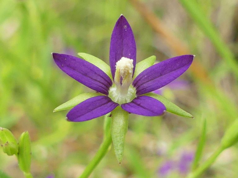 Florida bellflower bloom