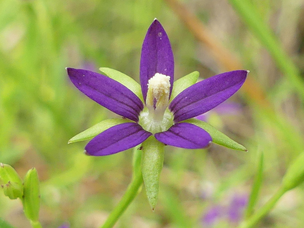 Florida bellflower bloom