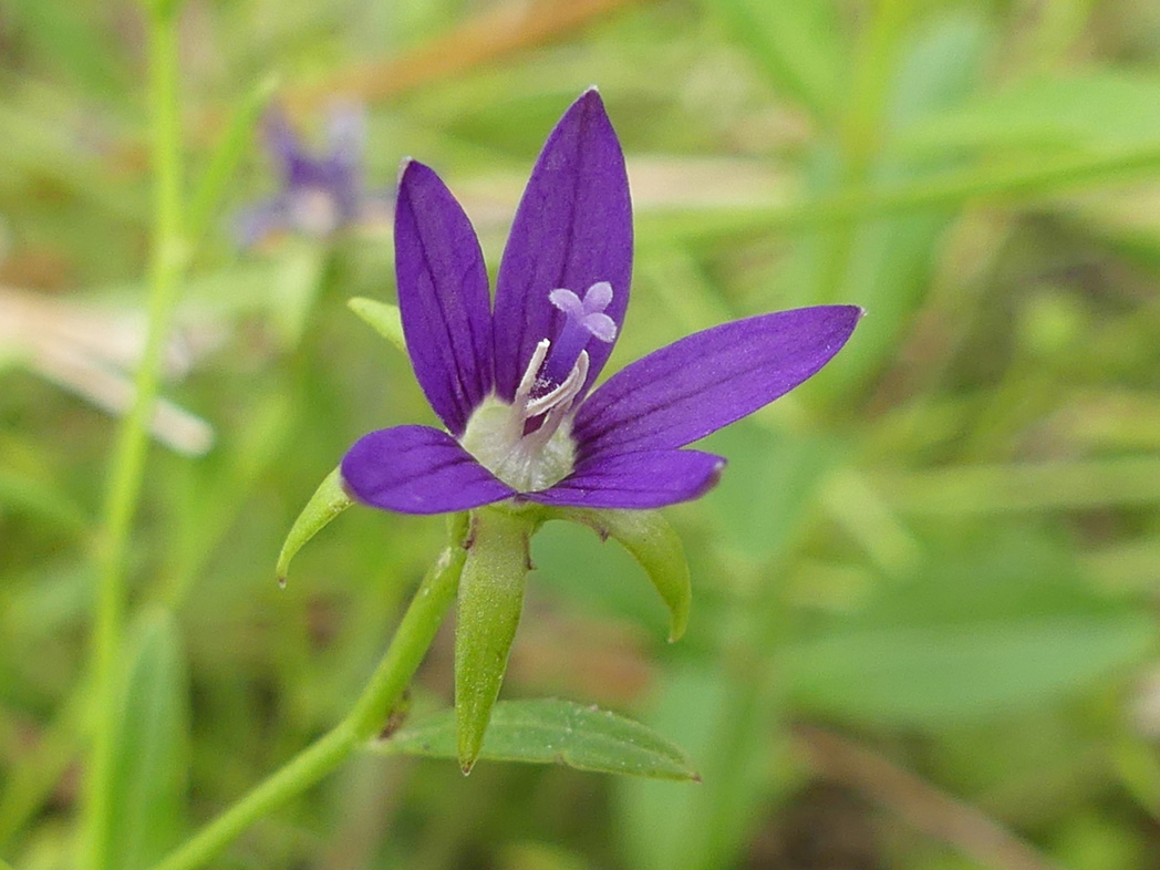 Florida bellflower bloom