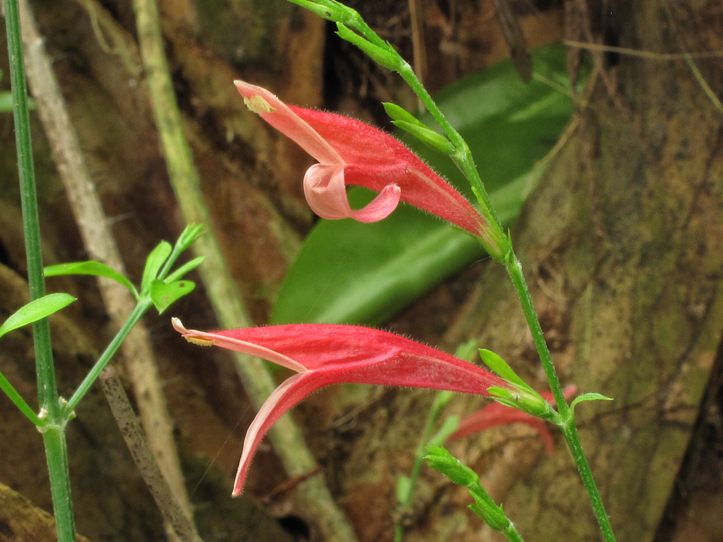 Sixangle foldwing's red tubular flowers