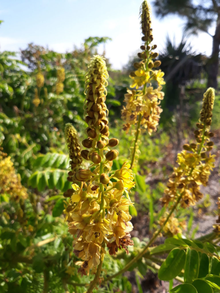 Gray nicker flowering raceme