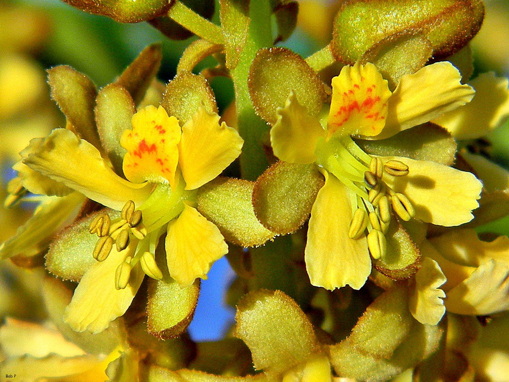 Gray nicker's yellow flowers