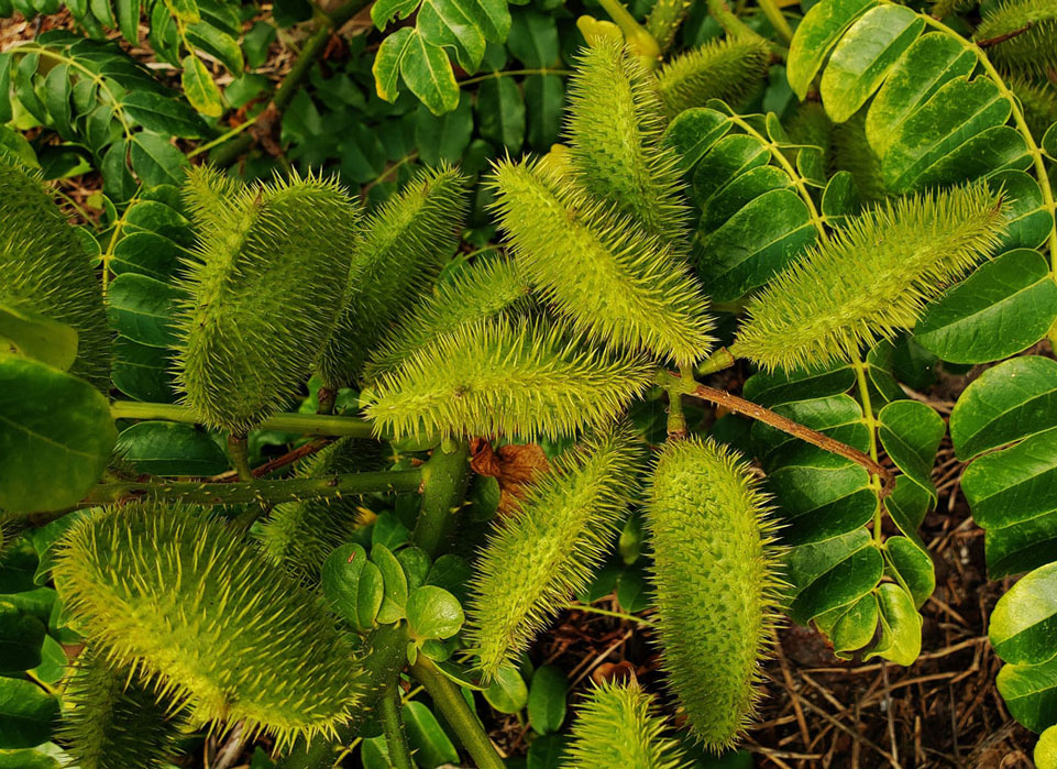 Gray nickerbean's young green seed pod covered in spines
