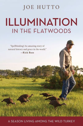 Illumination in the Flatwoods book cover
