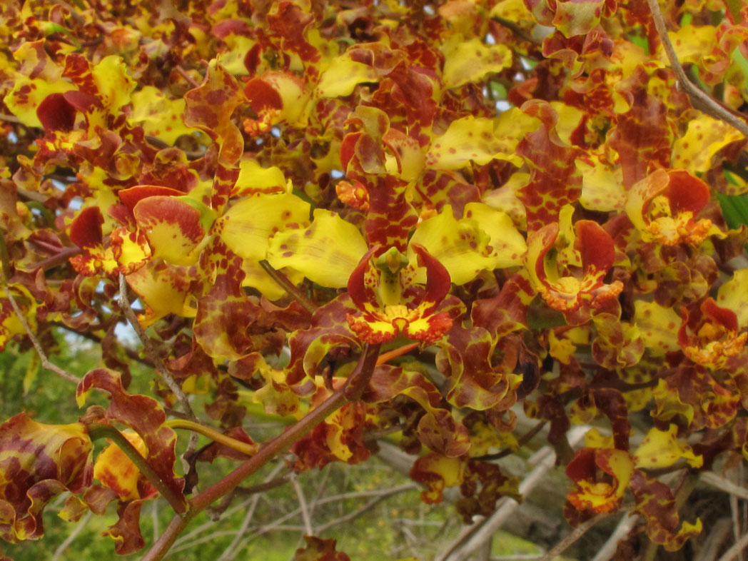 Cowhorn orchid flowers