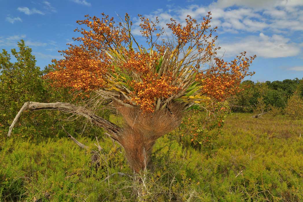 Large Cowhorn orchid plant in tree