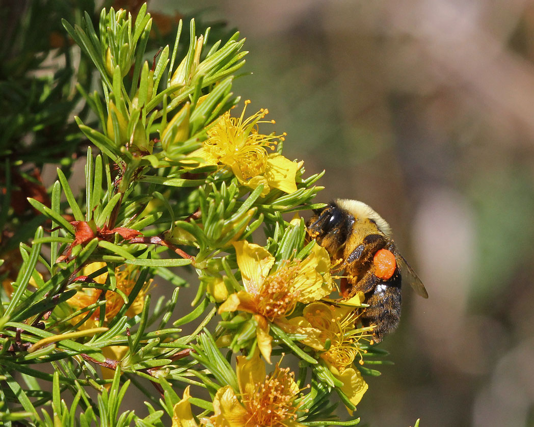 Bumble bee on Peelbark St. John's wort