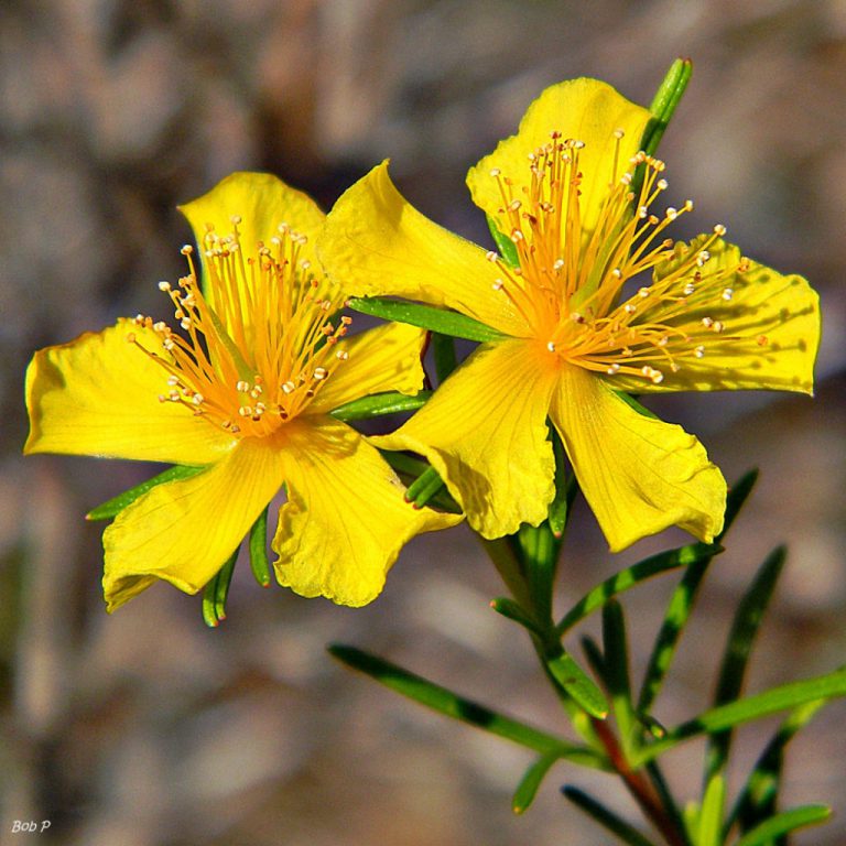 Peelbark St. John’s wort