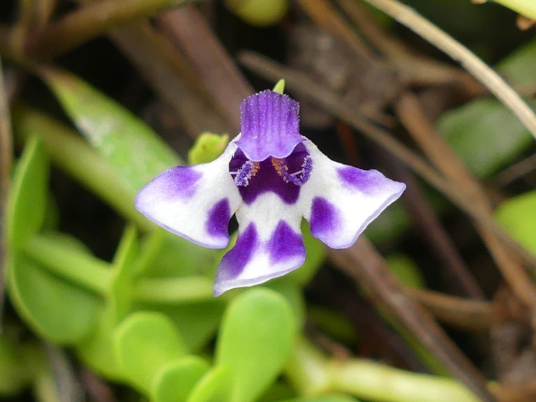 Savannah false pimpernel