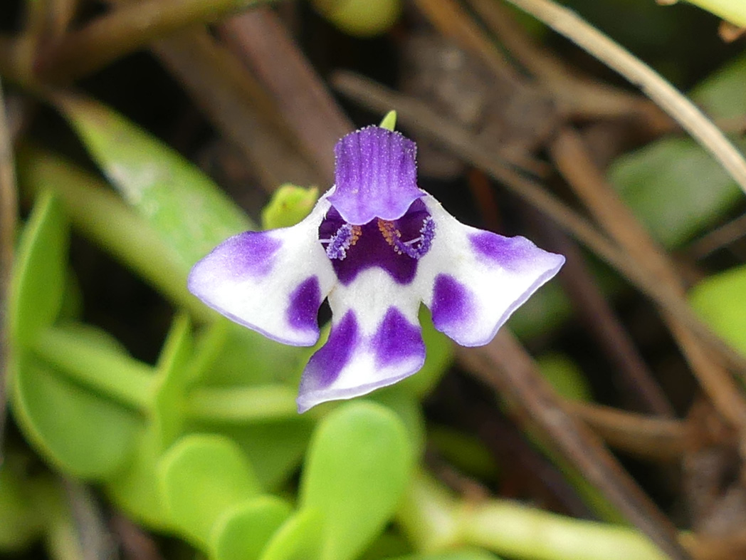 Savannah false pimpernel flower