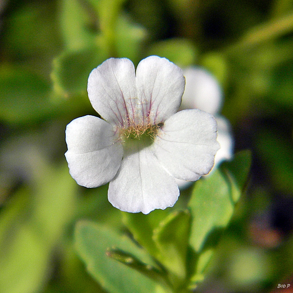 Axilflower bloom