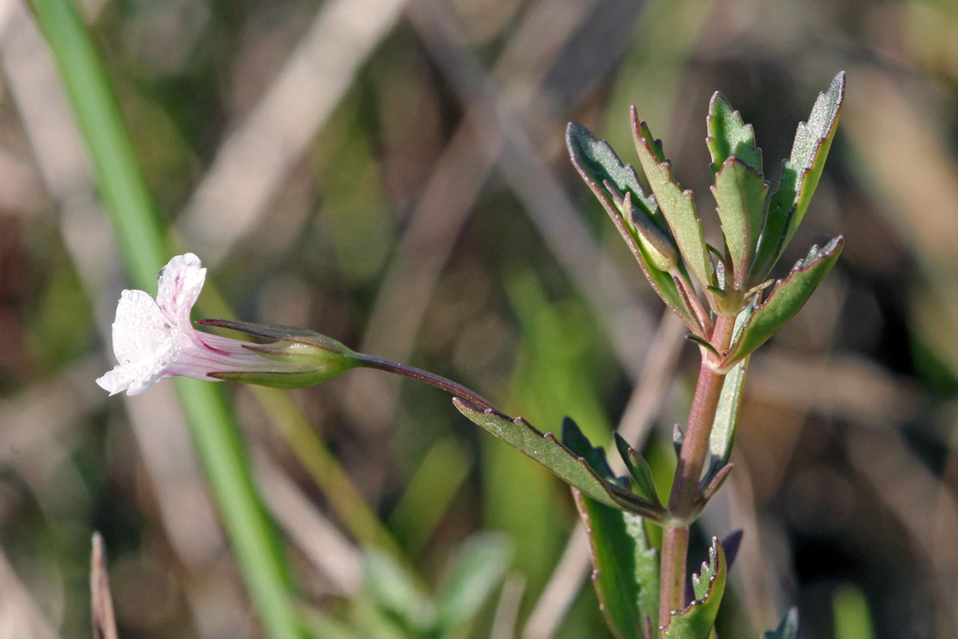 Axilflower bloom and toothed leaves