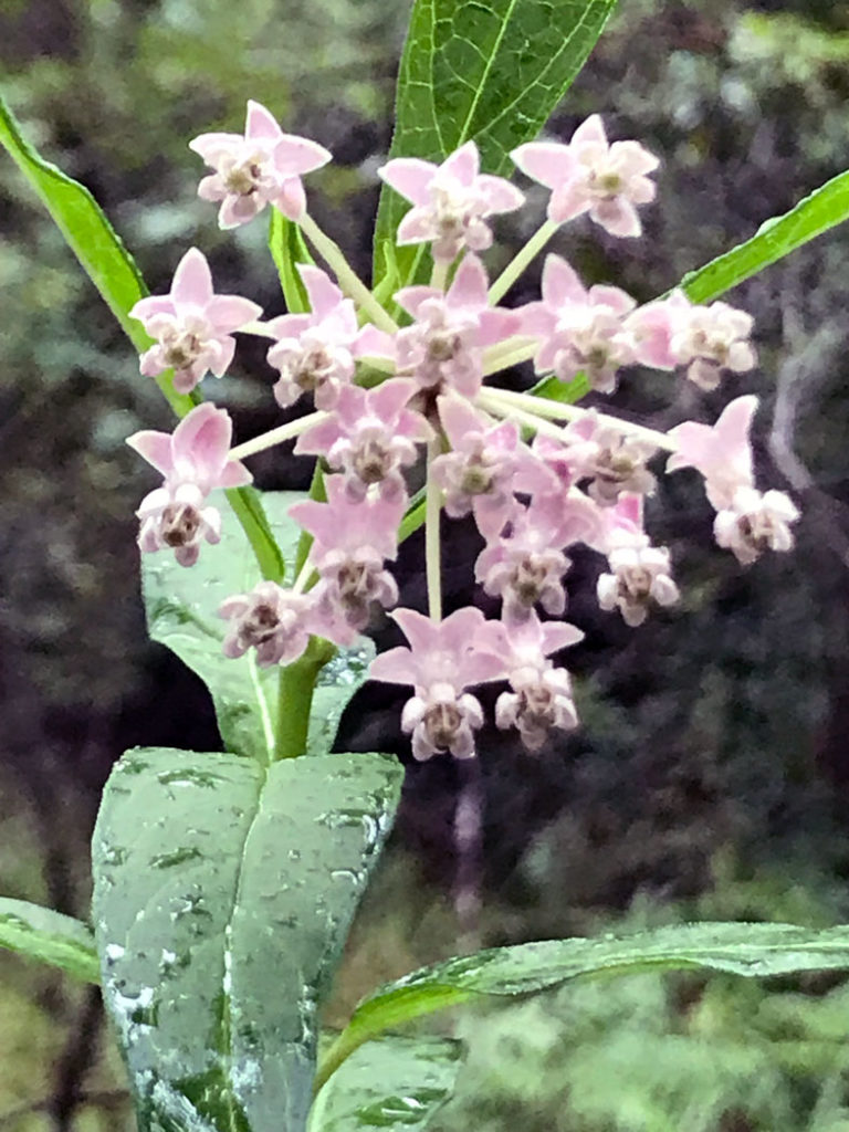 Close-up of Pink swamp milkweed flower