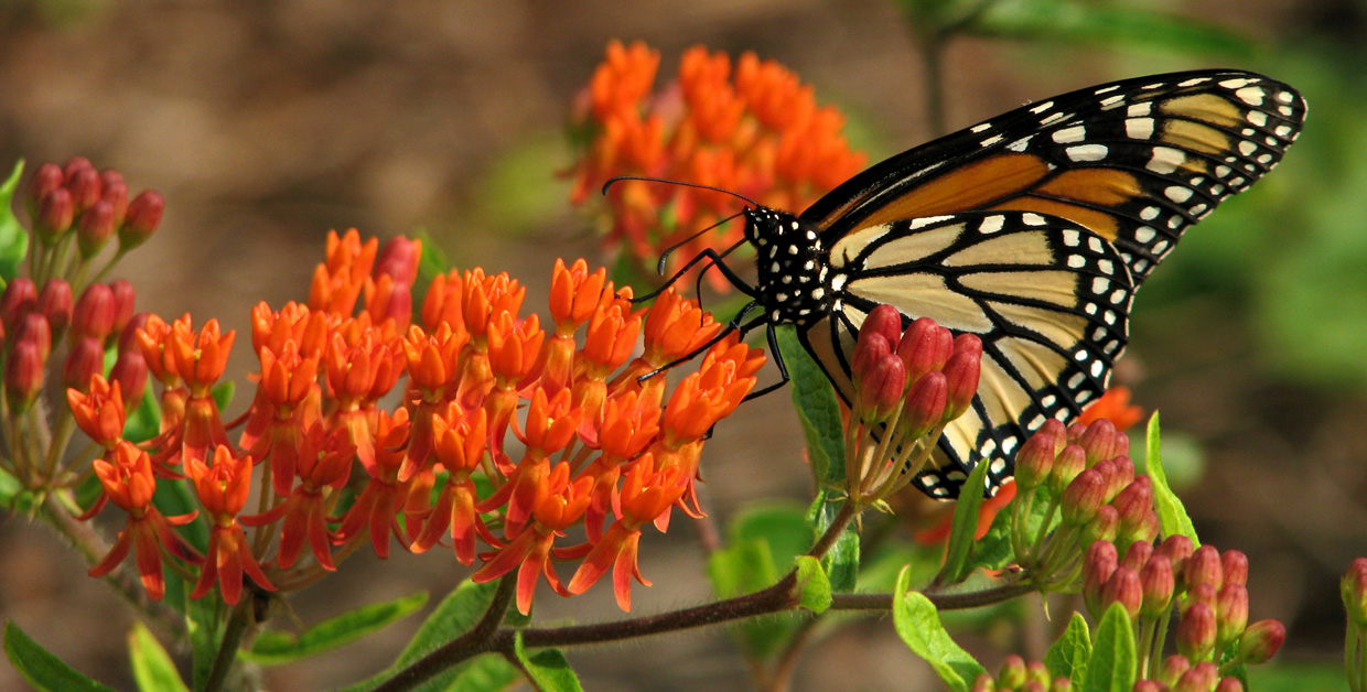 Monarch on Butterflymilkweed flowers