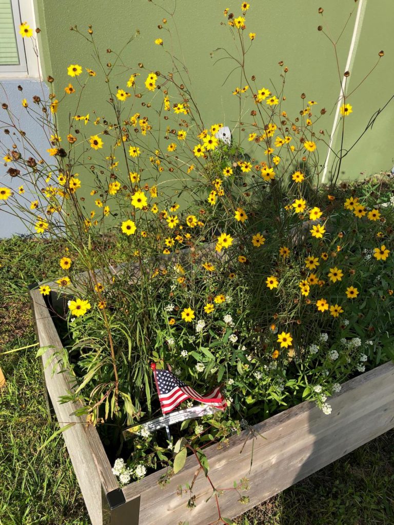 Yellow wildflowers blooming in raised bed