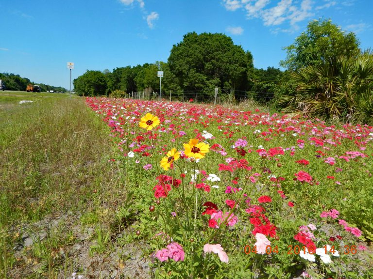 roadside field of Goldenmane tickseed and Annual phlox in bloom