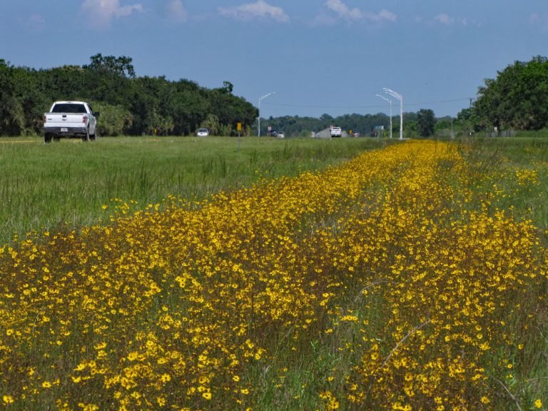 roadside field of Leavenworth's tickseed in bloom