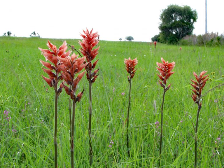 Leafless beaked orchid flowers