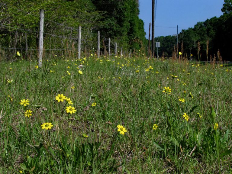 field of Florida greeneyes along roadside