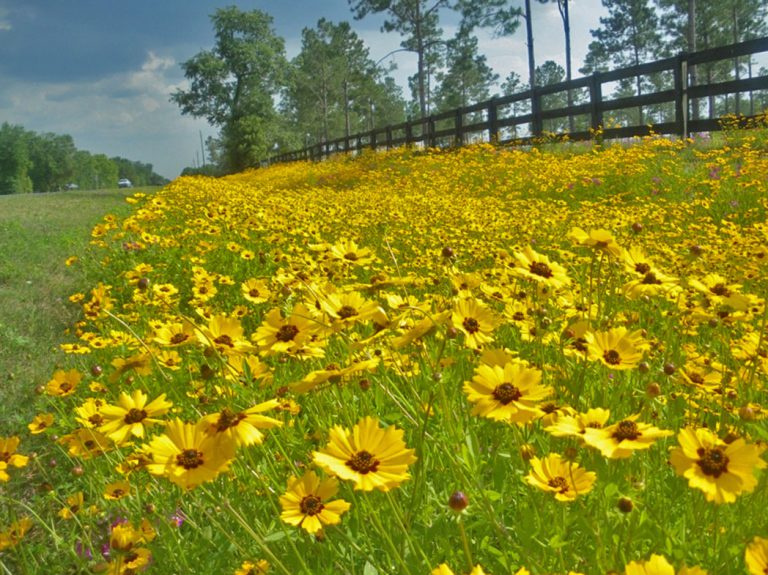 Goldenmane tickseed in bloom along roadside with fence