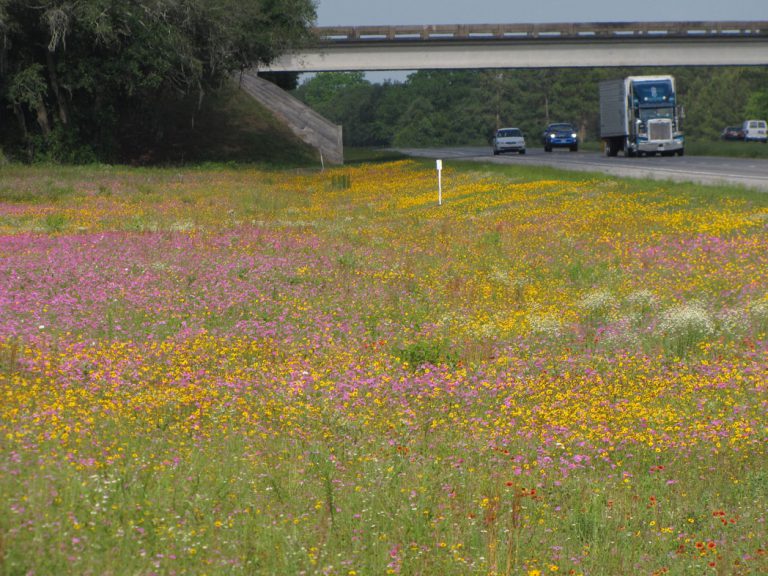 Goldenmane tickseed, Annual phlox and Blanketflower in bloom along roadside