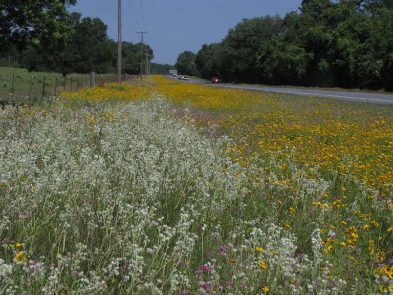 Goldenmane tickseed, Annual phlox and Carolina woollywhite along roadside