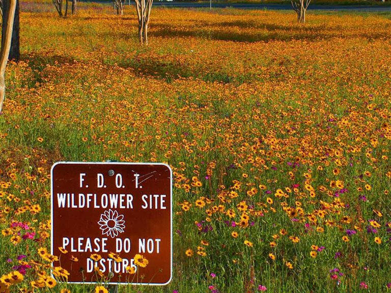 field of goldenmane tickseed and annual phlox in bloom with FDOT wildflower area sign