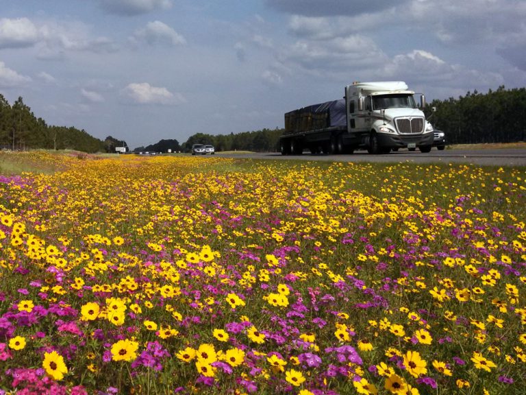 field of goldenmane tickseed and annual phlox along roadside