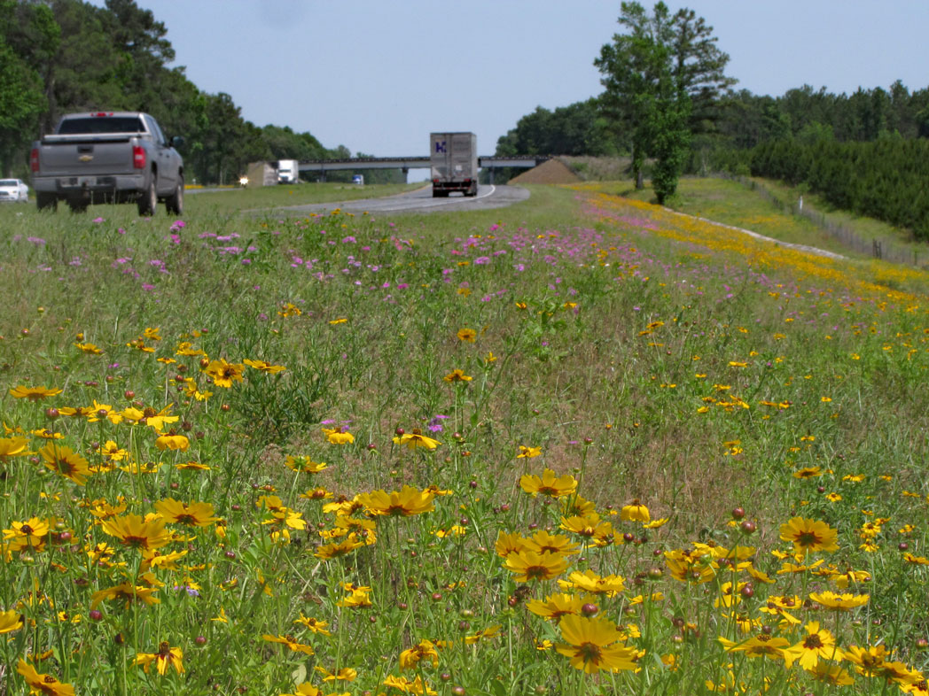 goldenmane tickseed and annual phlox blooming along roadside