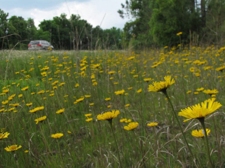 Southeastern sneezeweed blooming along roadside