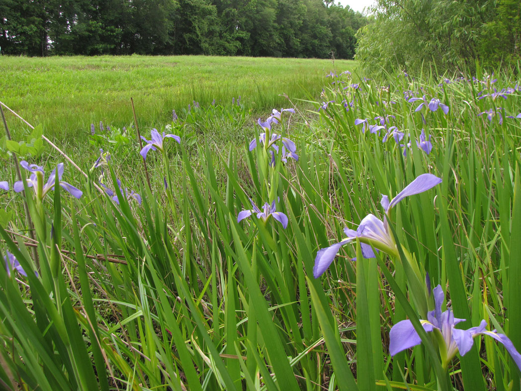 blooming dixie iris along roadside