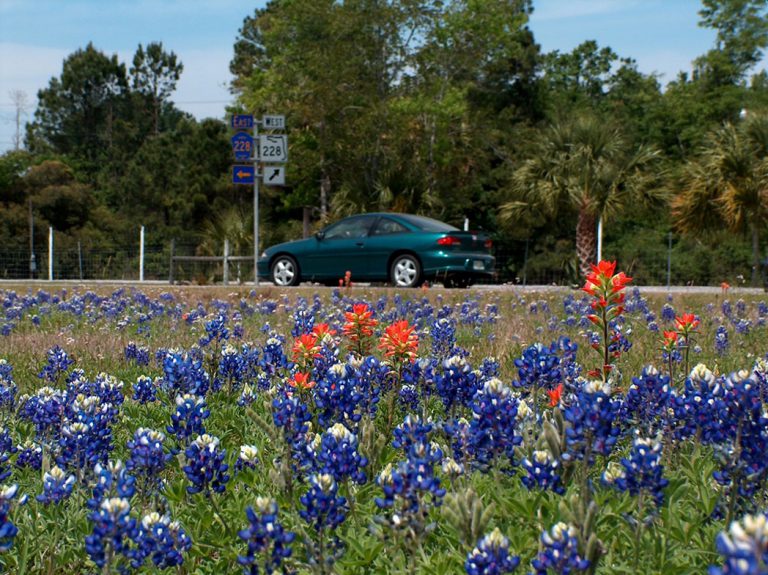 roadside field of Texas bluebonnet and Entireleaf indian paintbrush