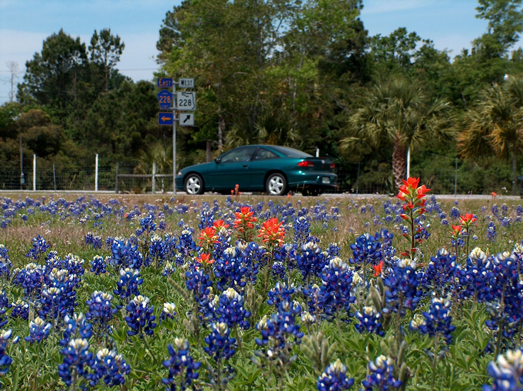 roadside field of Texas bluebonnet and Entireleaf indian paintbrush