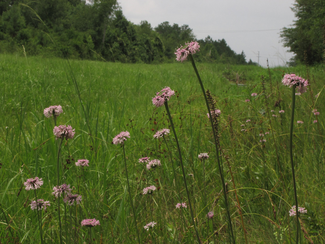 blooming Barbara's buttons on roadside