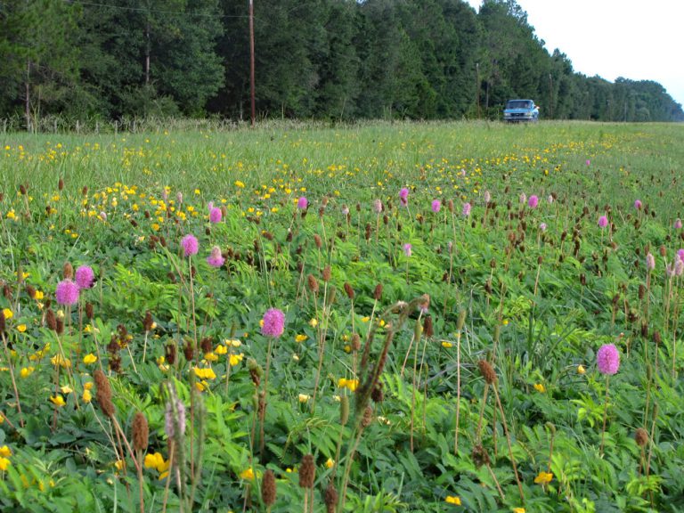 roadside field of blooming powderpuff and grassnut