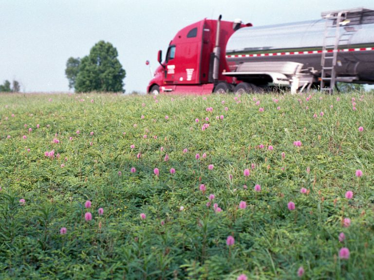 roadside field of blooming powderpuff