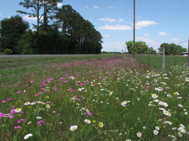 roadside field of blooming annual phlox and oakleaf fleabane