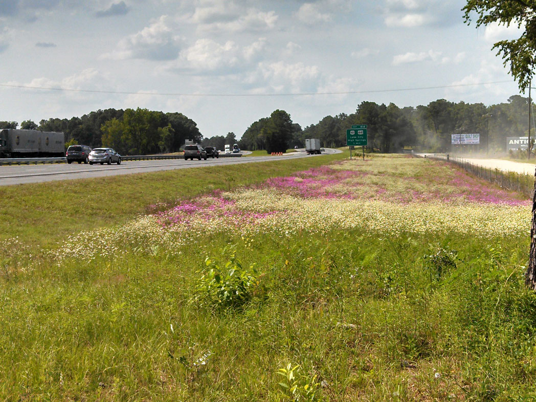 roadside field of blooming annual phlox and carolina woollywhite