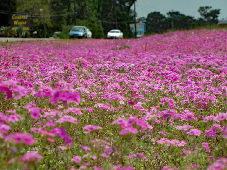 Annual phlox blooming along roadside